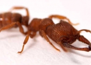 تصنيف النمل "دراكولا" كأسرع فك حيوان في العالم