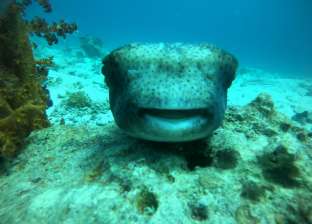 غطاسون يوثقون ظهور الأخطبوط تحت مياه الغردقة.. يعيش بين الشعب المرجانية