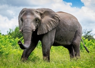 فيل ينهي حياة المسؤول عن رعايته بـ«ضربة غدر».. نطحه في صدره