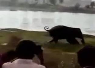 بالفيديو| فيل يسحق رجلا حتى الموت