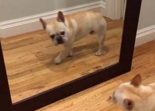 بالفيديو| كلب يقفز من الرعب بعد رؤية صورته في المرآة