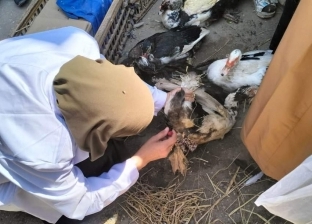 تحصين 79 ألفا و800 طائر ضد الأمراض الوبائية وإنفلونزا الطيور بكفر الشيخ