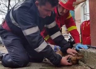 بالفيديو| رجل إطفاء ينقذ حياة كلب بـ"التنفس الصناعي"