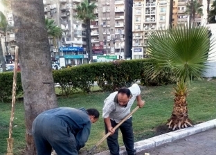 زراعة 350 شجرة بأحياء الإسكندرية ضمن مبادرة «اتحضر للأخضر»