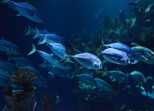 علماء أستراليون يكتشفون أكثر من 100 مخلوق بحري غير معروف