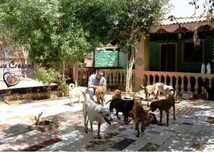 بالصور| "رامي" يحول منزله لمستشفى يعالج الكلاب الضالة: بتقرب إلى الله