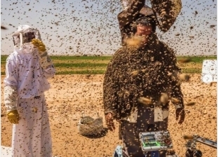 صور| بـ"طريقة بشعة".. رجل سعودي يحاول كسر رقم "جينيس" مستخدما النحل
