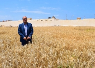 انطلاق موسم حصاد القمح بمزرعة جامعة العريش