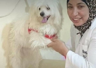 طبيبة تفتتح دار إيواء "خمس نجوم" للقطط والكلاب: بنضف سنانهم وأقص شعرهم