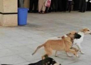 بالصور| كلب مسعور يعقر 3 أطفال أثناء لعبهم أمام منزلهم بأسوان