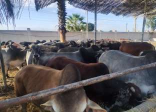 «التموين»: استقبال 300 رأس ماشية سودانية بميناء الثلج في أبو سمبل