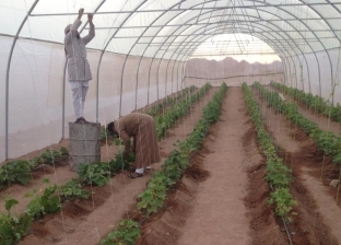 تنمية "سانت كاترين".. حلم يتحقق بجهود "العربية للتنمية الزراعية"