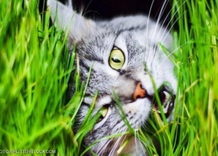 لماذا تأكل القطط العشب ثم تتقيأه؟