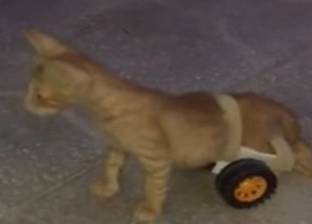 بالفيديو| سعودي يمنح قطة "مشلولة" فرصة للحياة بـ"كرسي متحرك"