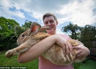 بالصور| أضخم أرنب عمره 10 أشهر