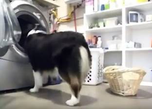 بالفيديو| كلبة تُنجز جميع أعمال صاحبتها المنزلية