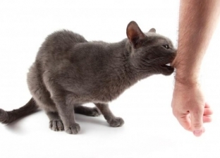 احذر عضة القطة.. قد تؤدي إلى بتر يدك
