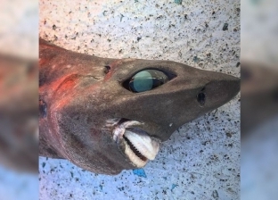اكتشاف سمكة قرش بأسنان تشبه البشر في أستراليا