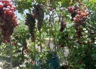 6 فوائد لزراعة العنب فوق أسطح المنازل.. بينها تخفيف حرارة الجو