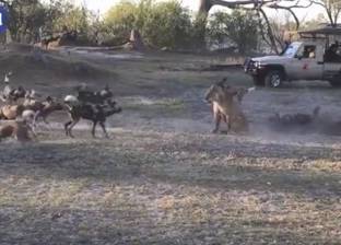 بالفيديو| لبؤة تقاتل بشراسة مئات الكلاب البرية ليتمكن شبلها من الهرب