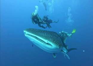 "الإنقاذ البحري": كورونا تسبب في ظهور القرش الحوتي بالغردقة