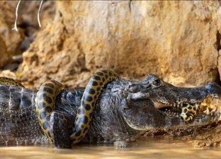 معركة شرسة بين تمساح متوحش وثعبان ضخم.. والنهاية غير متوقعة «صور»