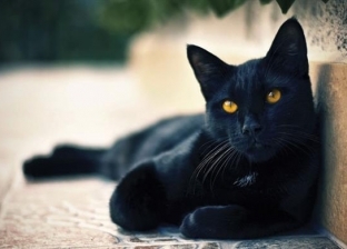 هل تعاني الكلاب والقطط السوداء من التنمر؟.. تفسير علمي