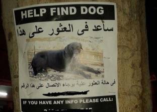 إعلان عن "كلب مفقود" يتصدر شوارع الدقي.. وصاحبته: أوفى من بني آدم