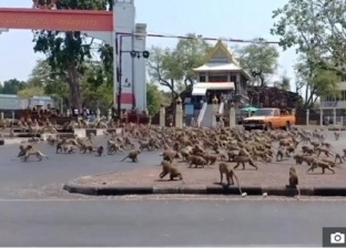 مشهد مرعب.. مئات القرود تهاجم المتاجر والمطاعم بسبب كورونا