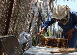 شبشير الحصة.. مملكة «عسل النحل» تُصدر منتجاتها للخارج