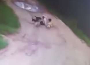 بالفيديو| كلاب ضالة تنهش جسد رجل تعود على إطعامها