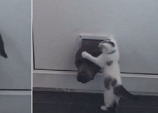 بالفيديو| قط صغير يهاجم كلبا ضخما حاول الدخول إلى المنزل