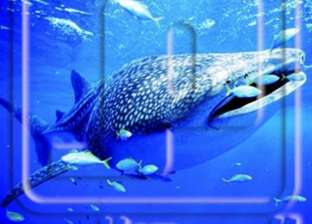 عاجل| مركز المعلومات ينفي انتشار سمك قرش "الماكو" في العين السخنة