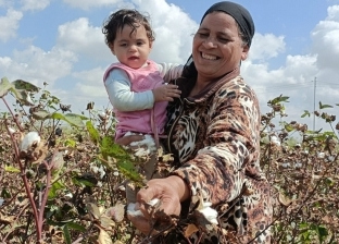 اليوم العالمي للمرأة الريفية 2022.. «أم مجدي» يد تجني القطن وأخرى تحمل حفيدتها