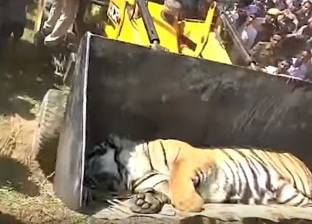 بالفيديو| نمر يهاجم هندية ويقتلها.. والأهالي ينتقمون منه