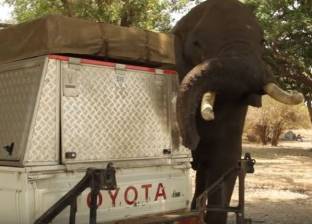 بالفيديو| أضخم لص في العالم.. فيل يحاول سرقة شاحنة طعام