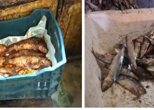ضبط 2 طن أسماك غير صالحة للاستهلاك في 9 محال بحملة الإسكندرية