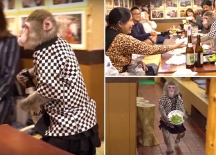 «البقشيش فول صويا».. مطعم ياباني يستعين بالقرود لتقديم الطلبات للزبائن