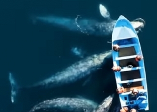 مشهد نادر لمجموعة حيتان تحاصر قاربا في البحر «فيديو»