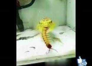 بالفيديو| سمكة غريبة تتغذى على العقارب