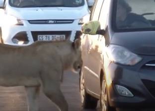 بالفيديو| أسد يحاول فتح سيارة تستقلها سائحتان في غابة بجنوب إفريقيا