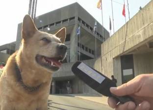 بالصور| كلب يرشح نفسه لمنصب العمدة في مدينة كندية