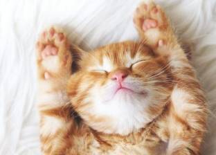بماذا تحلم القطط أثناء نومها؟