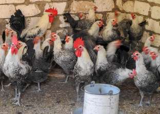 الفراخ الفيومي..دجاج تاريخي يقاوم الأمراض والفيروسات وينتج البيض بكثرة