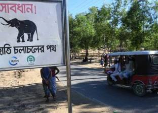 حتى الحيوانات لم ترحمهم.. أفيال تقتل لاجئين من الروهينجا في بنجلاديش