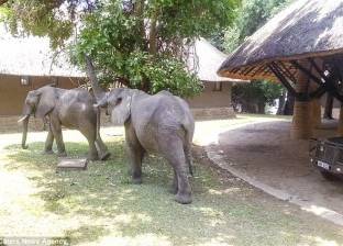 بالصور| زوج أفيال يتجولان داخل غرفة فندق في زامبيا