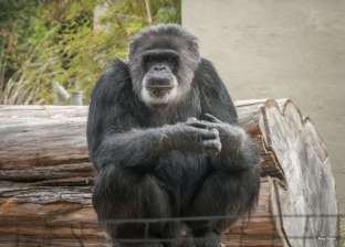 شمبانزي معمر يموت عن 63 عاما في حديقة حيوان أمريكية