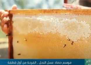 موسم حصاد عسل النحل.. الفرحة من أول قطفة