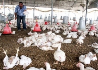 بسلالة H10 N3 الجديدة.. الصين تسجل أول إصابة بشرية في العالم بإنفلونزا الطيور
