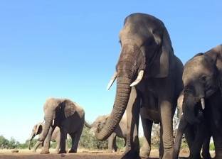 بالفيديو| "فرحة الأفيال".. تنثر المياه حولها بعفوية